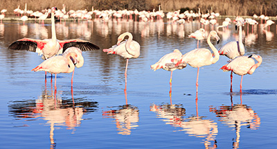 Roze flamingo's in Camargue