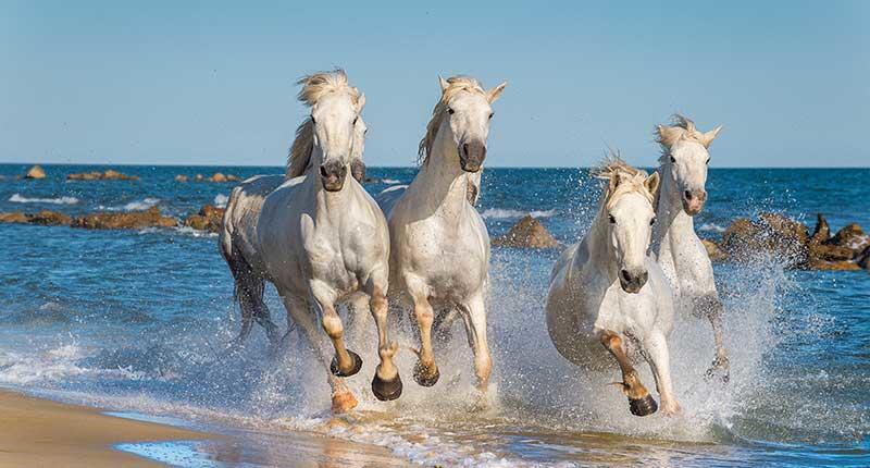 Cavalli bianchi di Camargue