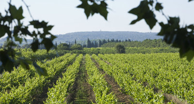 Wijngaarden in de buurt van het Canal du Midi